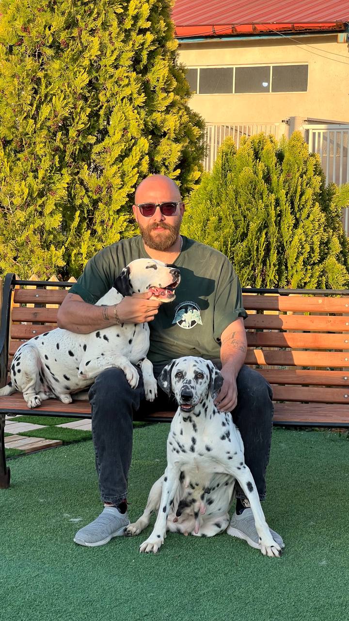 مولد نژاد دالمیشن دالمیشن